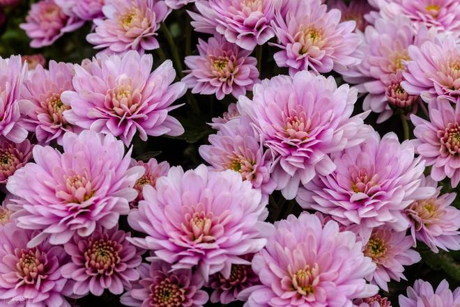 铁胆兄弟8：黑白追杀网__铁胆兄弟8：黑白追杀网