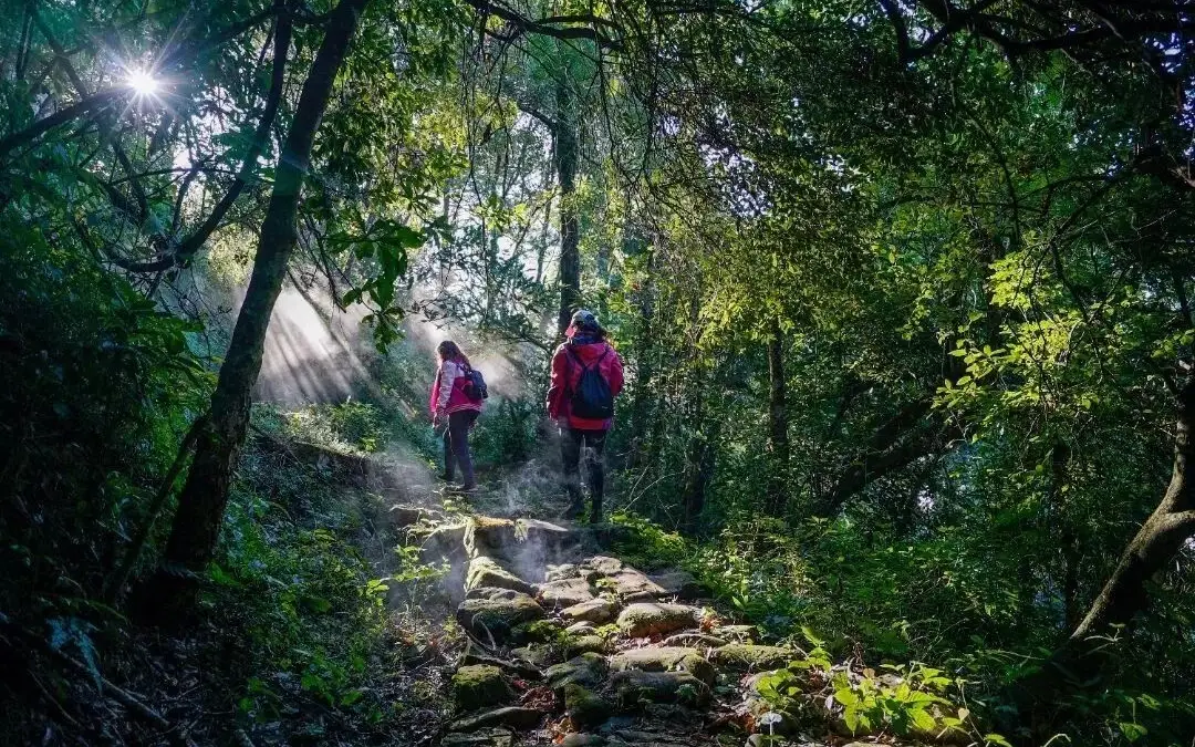 古道马帮普洱茶__普洱茶马古道的故事历史