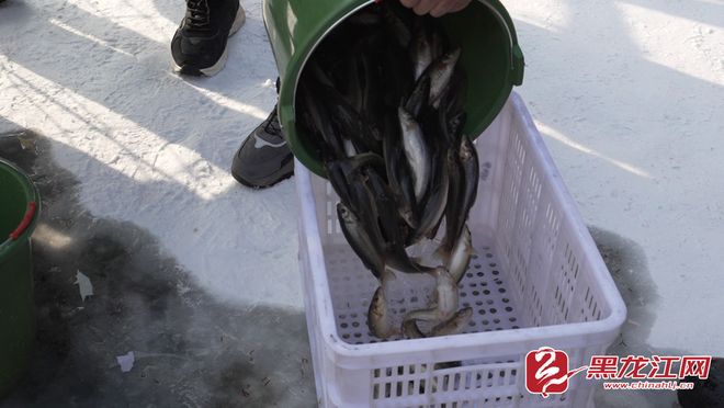 _千年渔猎焕新彩 “冰超” 冬钓添活力 镜泊湖第十一届冬捕节盛大启幕_千年渔猎焕新彩 “冰超” 冬钓添活力 镜泊湖第十一届冬捕节盛大启幕