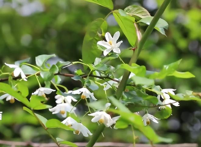 全世界就中国有！曾被老百姓当柴烧，2023年洞庭湖又发现两三百棵_全世界就中国有！曾被老百姓当柴烧，2023年洞庭湖又发现两三百棵_