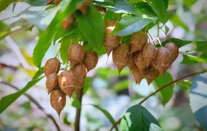 _全世界就中国有！曾被老百姓当柴烧，2023年洞庭湖又发现两三百棵_全世界就中国有！曾被老百姓当柴烧，2023年洞庭湖又发现两三百棵