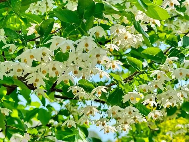 全世界就中国有！曾被老百姓当柴烧，2023年洞庭湖又发现两三百棵__全世界就中国有！曾被老百姓当柴烧，2023年洞庭湖又发现两三百棵