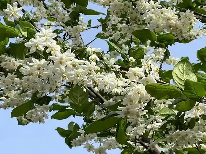 全世界就中国有！曾被老百姓当柴烧，2023年洞庭湖又发现两三百棵__全世界就中国有！曾被老百姓当柴烧，2023年洞庭湖又发现两三百棵