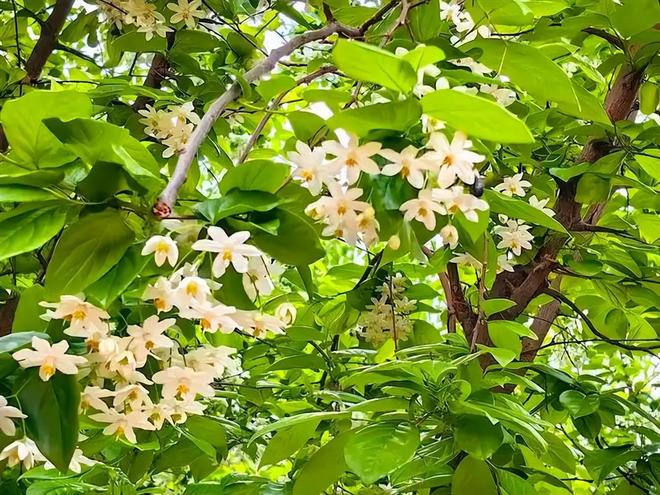 _全世界就中国有！曾被老百姓当柴烧，2023年洞庭湖又发现两三百棵_全世界就中国有！曾被老百姓当柴烧，2023年洞庭湖又发现两三百棵