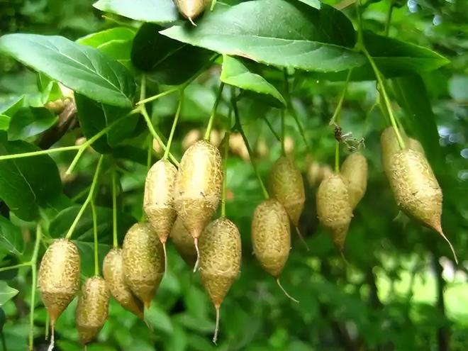 _全世界就中国有！曾被老百姓当柴烧，2023年洞庭湖又发现两三百棵_全世界就中国有！曾被老百姓当柴烧，2023年洞庭湖又发现两三百棵