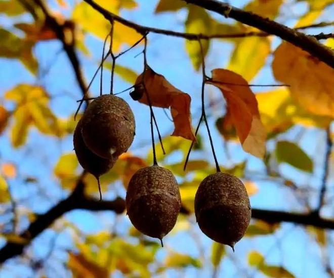 全世界就中国有！曾被老百姓当柴烧，2023年洞庭湖又发现两三百棵_全世界就中国有！曾被老百姓当柴烧，2023年洞庭湖又发现两三百棵_