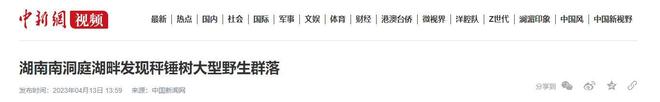 全世界就中国有！曾被老百姓当柴烧，2023年洞庭湖又发现两三百棵_全世界就中国有！曾被老百姓当柴烧，2023年洞庭湖又发现两三百棵_