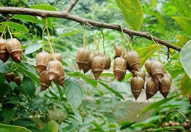 全世界就中国有！曾被老百姓当柴烧，2023年洞庭湖又发现两三百棵__全世界就中国有！曾被老百姓当柴烧，2023年洞庭湖又发现两三百棵