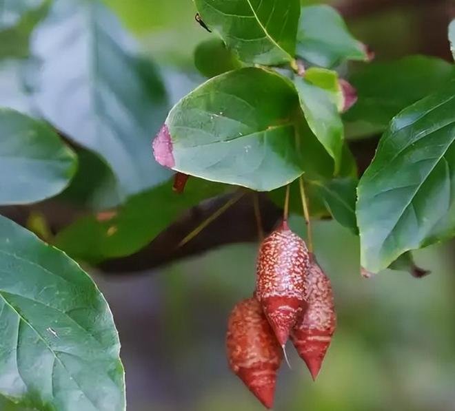 全世界就中国有！曾被老百姓当柴烧，2023年洞庭湖又发现两三百棵_全世界就中国有！曾被老百姓当柴烧，2023年洞庭湖又发现两三百棵_