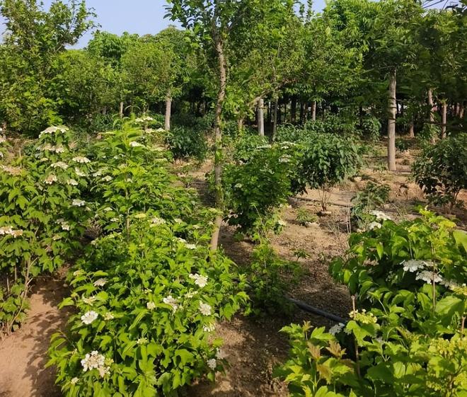 _全世界就中国有！曾被老百姓当柴烧，2023年洞庭湖又发现两三百棵_全世界就中国有！曾被老百姓当柴烧，2023年洞庭湖又发现两三百棵