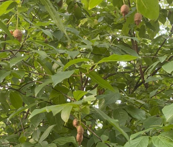 _全世界就中国有！曾被老百姓当柴烧，2023年洞庭湖又发现两三百棵_全世界就中国有！曾被老百姓当柴烧，2023年洞庭湖又发现两三百棵