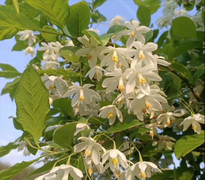 全世界就中国有！曾被老百姓当柴烧，2023年洞庭湖又发现两三百棵_全世界就中国有！曾被老百姓当柴烧，2023年洞庭湖又发现两三百棵_