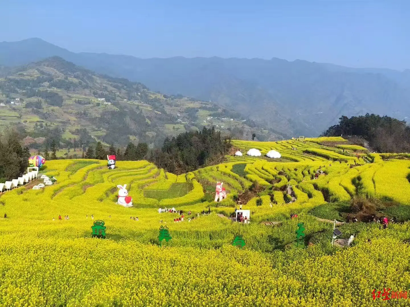 “满山尽带黄金甲”！四川宜宾万亩油菜花怒放，吸引四川云南多地游客