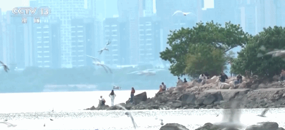 _视频丨小桥流水、梅花初绽、海天一色 被地铁口的景色美到了_视频丨小桥流水、梅花初绽、海天一色 被地铁口的景色美到了