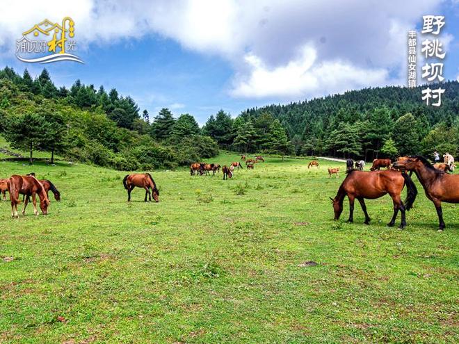 渝见好“村”光｜丰都县野桃坝村：藏在武陵深处的秘境仙山__渝见好“村”光｜丰都县野桃坝村：藏在武陵深处的秘境仙山