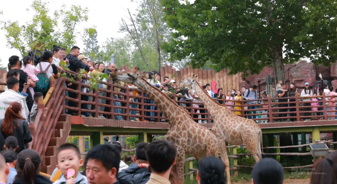 _济南野生动物世界有限公司_济南野生动物园有限公司