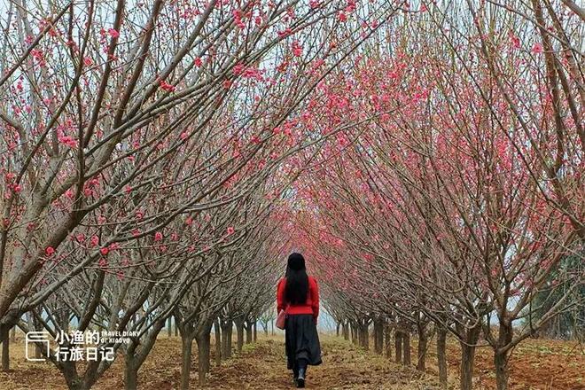 花期提前，秦岭第一波盛大花海已上线！这趟赏梅之旅，可以安排了