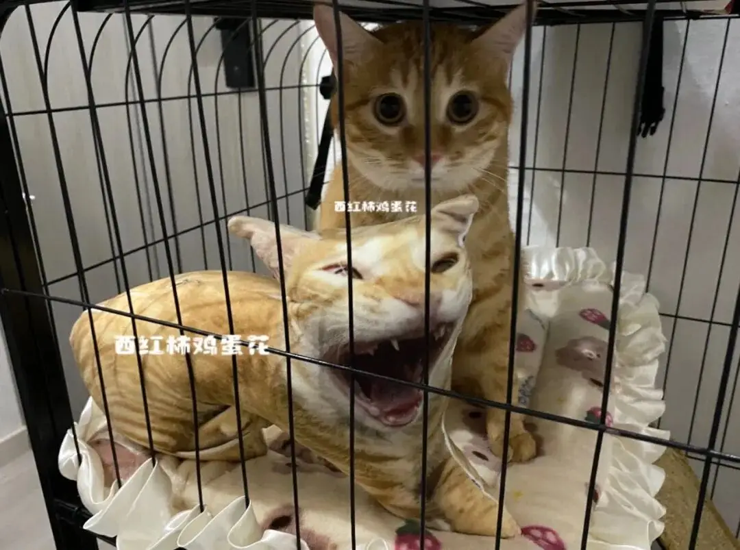 玩偶简单制作教程__香港网红打卡景点