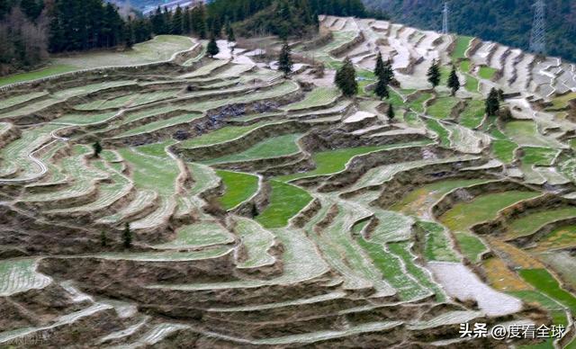 零下 3 度！重庆深山梯田现奇观，银白与绿意交织，这才是冬日绝色
