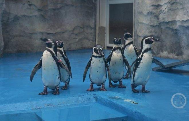 重庆动物圆__重庆动物