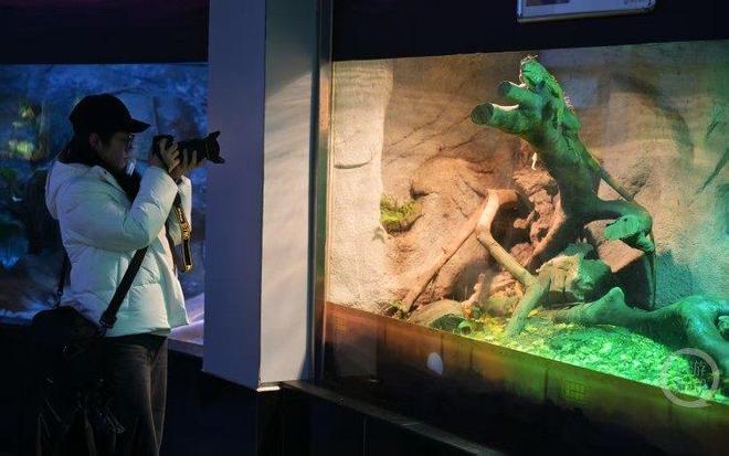 重庆动物__重庆动物圆