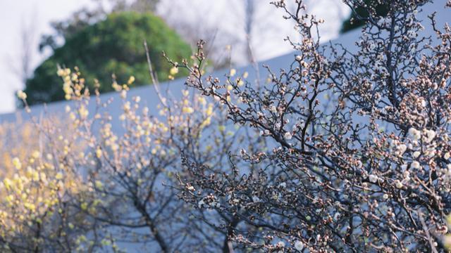 上海“双梅同放”罕见同框，定格双重浪漫