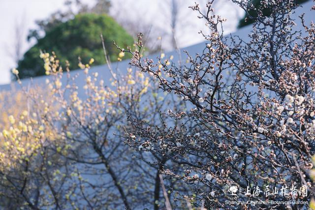 上海浪漫酒店_浪漫满屋上海酒店_