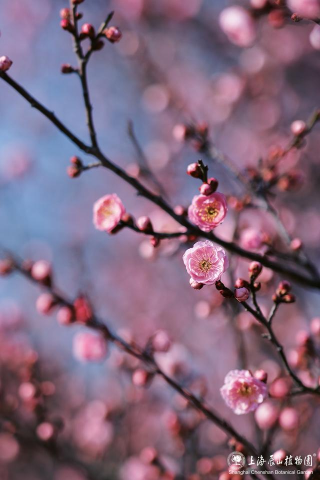 上海浪漫酒店_浪漫满屋上海酒店_