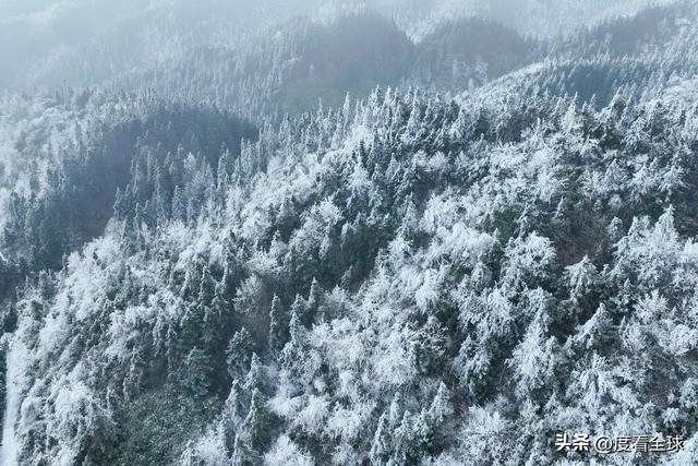 南国藏雪境！酉阳清华林场的冰雪奇缘，藏着重庆冬游的新答案__南国藏雪境！酉阳清华林场的冰雪奇缘，藏着重庆冬游的新答案