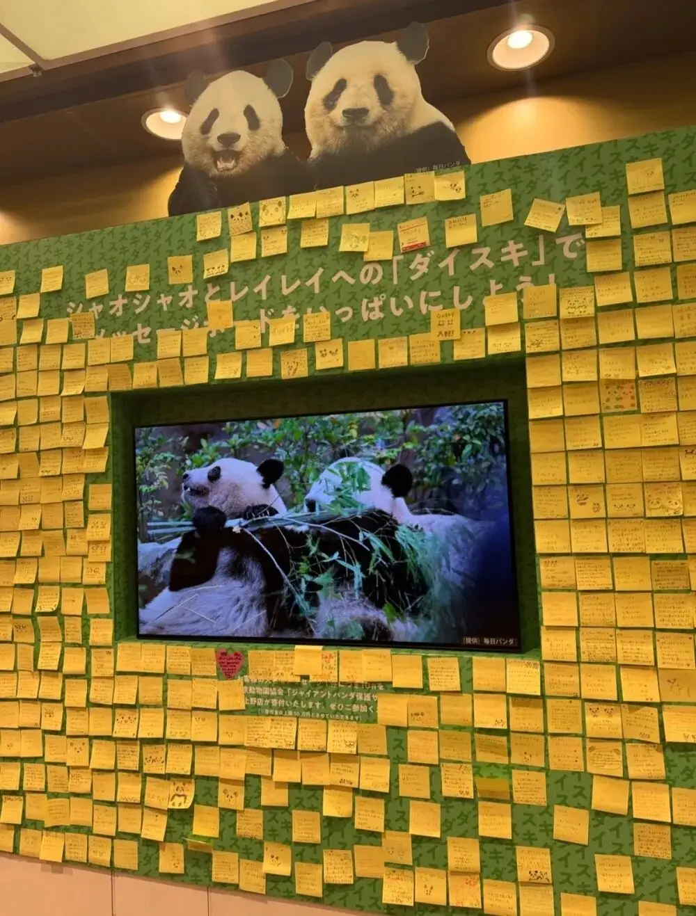 参观熊猫基地要多长时间__参观熊猫馆的有10人分析