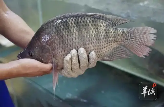 _茂名海鱼图片_茂名有鱼排海钓吗