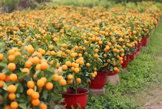 多久可以给婴儿剪指甲__奥运会小人叫什么