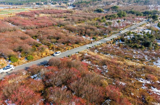 安徽庐江：六岗梅园 花开客来__安徽庐江：六岗梅园 花开客来