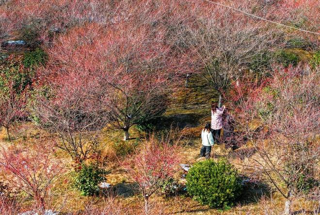 安徽庐江：六岗梅园 花开客来_安徽庐江：六岗梅园 花开客来_