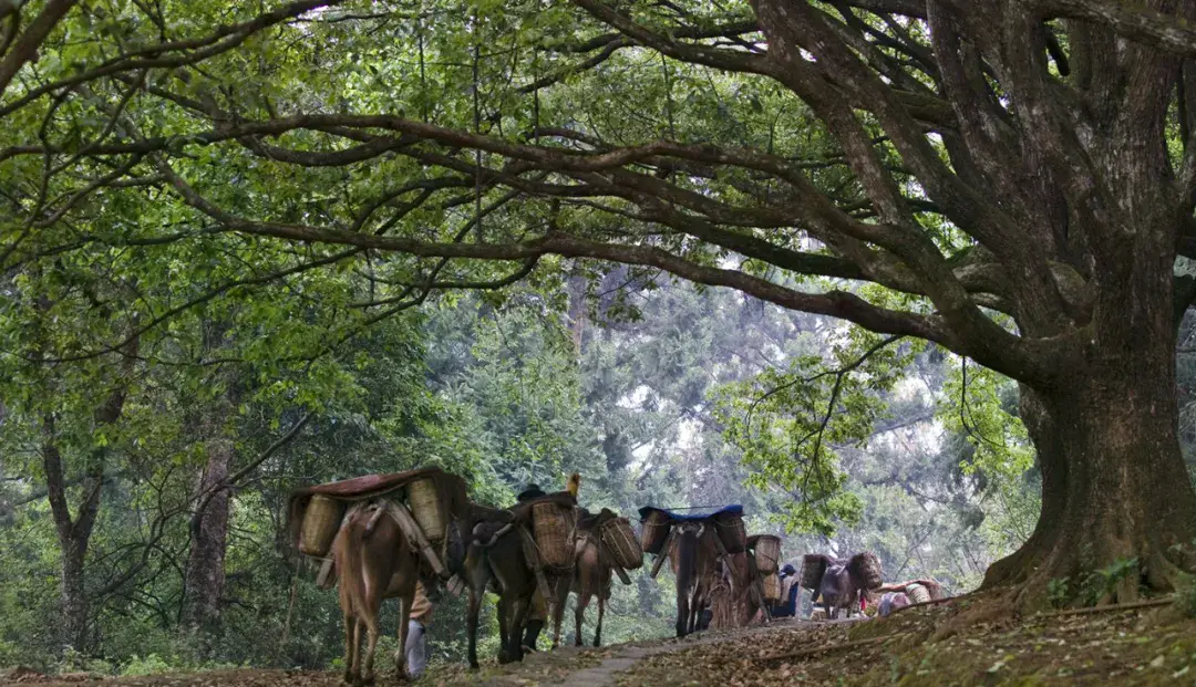 腾冲风物志丨和顺洗衣亭：一亭藏岁月，半河映深情_腾冲风物志丨和顺洗衣亭：一亭藏岁月，半河映深情_