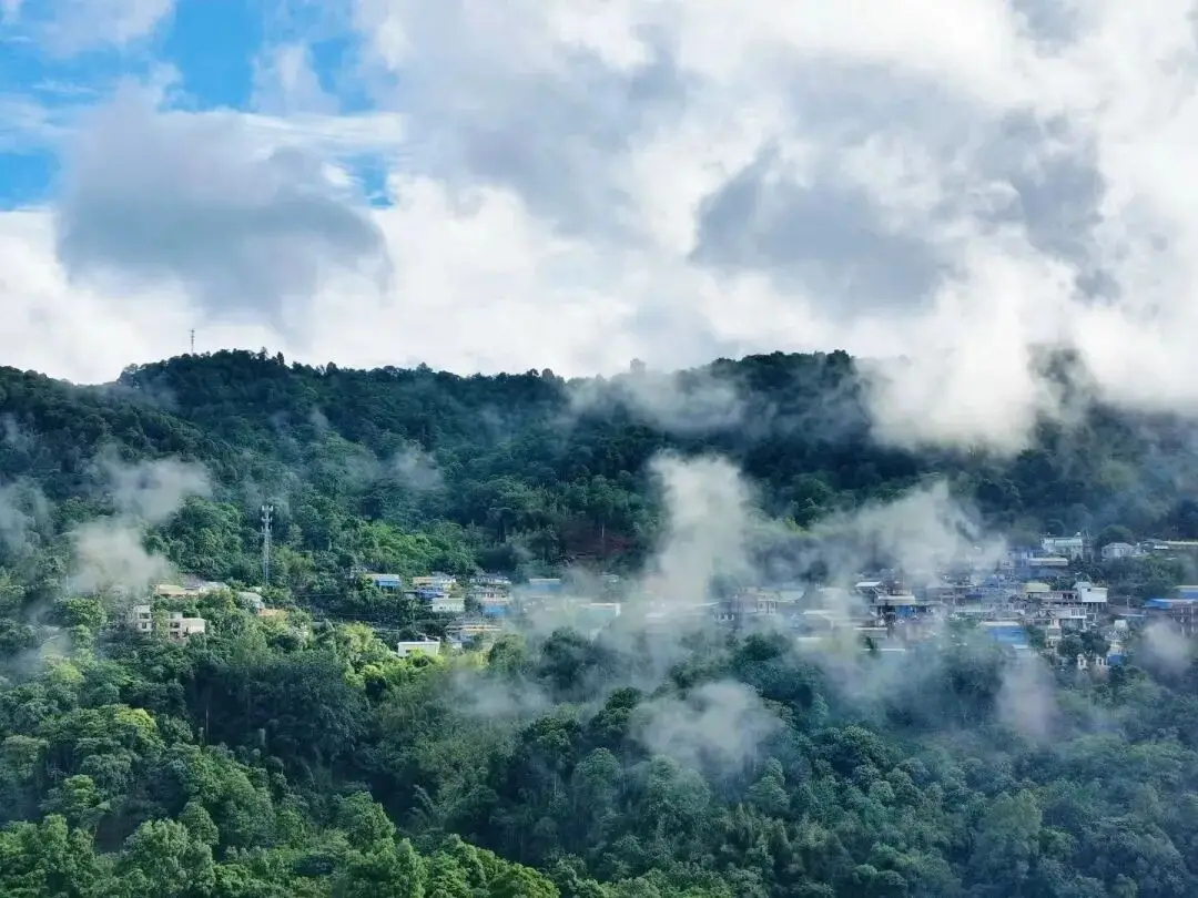 【聚焦云南省两会】春风伴茶香 建言暖山乡