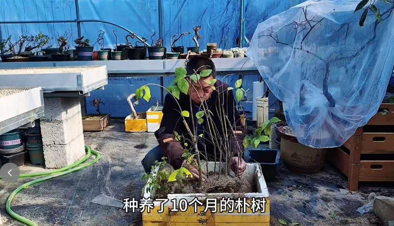 68岁知名网红老师猝逝！知情人曝死因：4号直播后主动脉夹层破裂__68岁知名网红老师猝逝！知情人曝死因：4号直播后主动脉夹层破裂