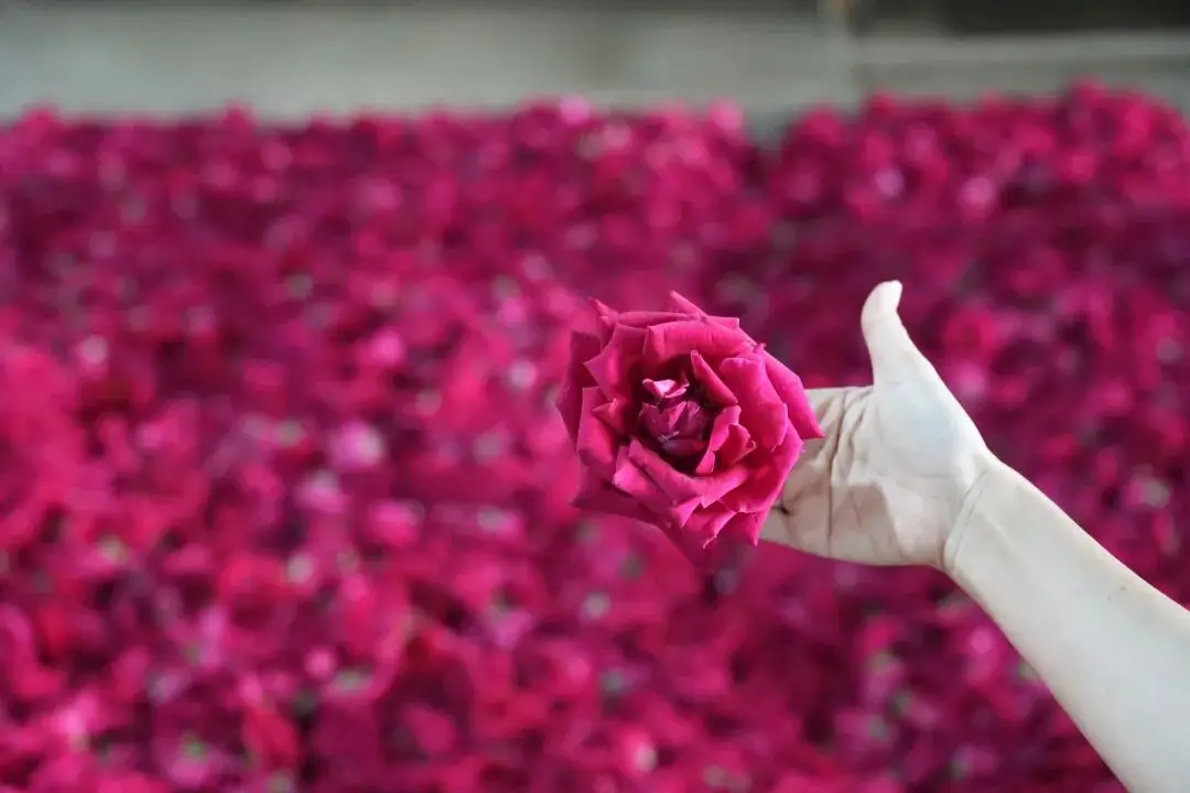 _旅居云南丨别宅家！赴一场20℃的暖冬旅居之约_旅居云南丨别宅家！赴一场20℃的暖冬旅居之约