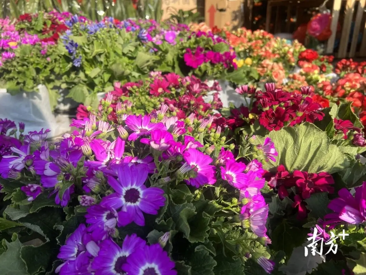解锁梅州新春第一波热闹!迎春花市、春节圩市明日开市