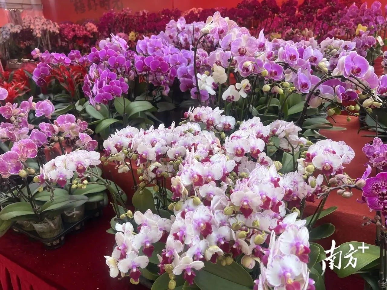 春节开市是几号__新春市集活动