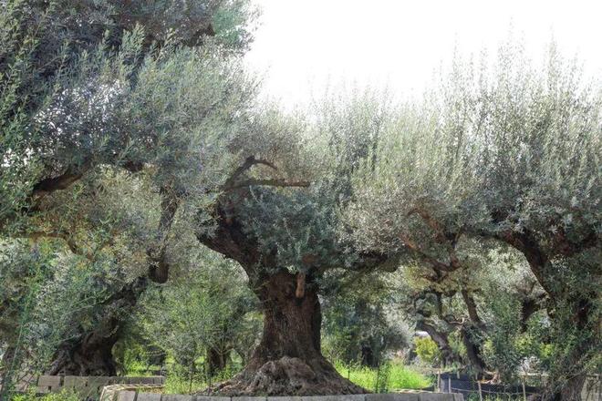 垂枝槐图片_垂枝梅的养殖方法和注意事项_