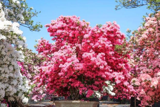 垂枝槐图片__垂枝梅的养殖方法和注意事项