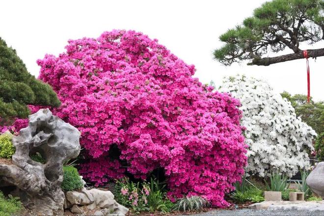 垂枝槐图片_垂枝梅的养殖方法和注意事项_