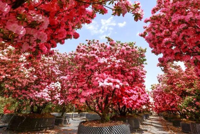 垂枝槐图片_垂枝梅的养殖方法和注意事项_