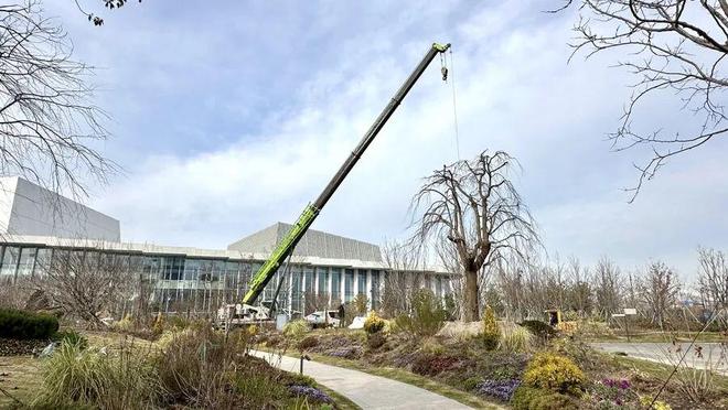 垂枝槐图片_垂枝梅的养殖方法和注意事项_