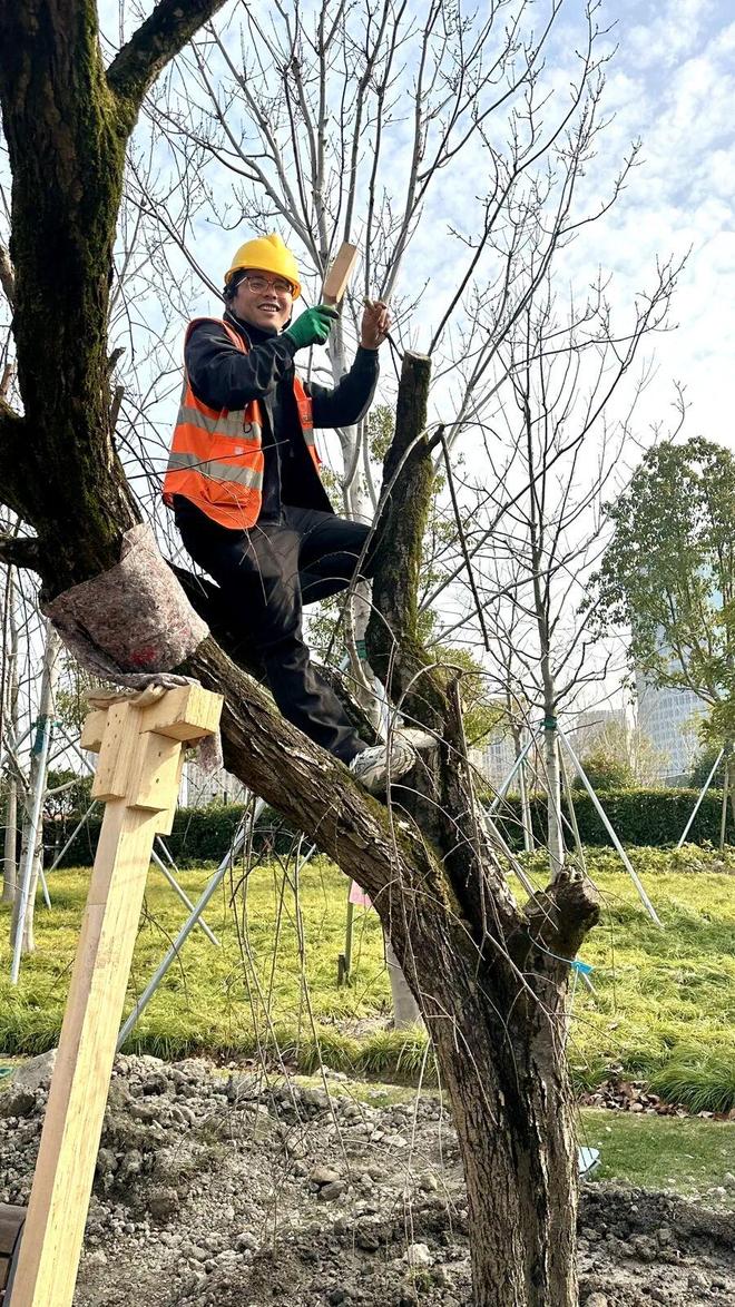 垂枝槐图片_垂枝梅的养殖方法和注意事项_