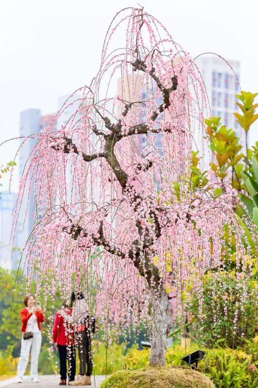 _垂枝槐图片_垂枝梅的养殖方法和注意事项