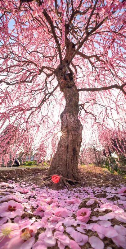 垂枝槐图片_垂枝梅的养殖方法和注意事项_