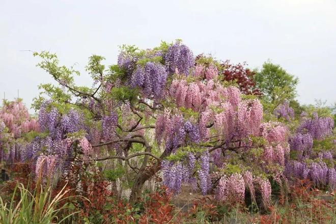 垂枝梅的养殖方法和注意事项_垂枝槐图片_