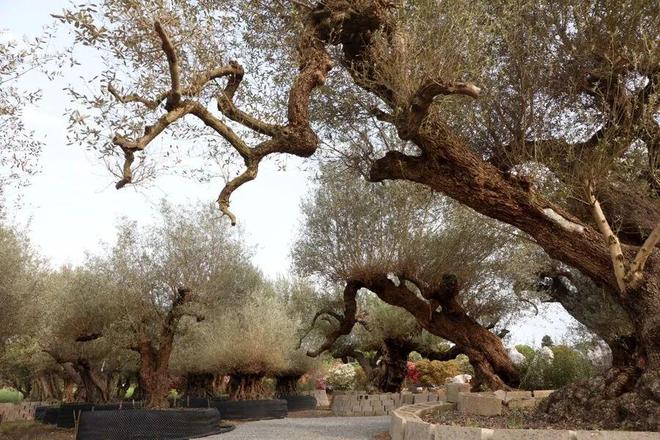 垂枝槐图片__垂枝梅的养殖方法和注意事项